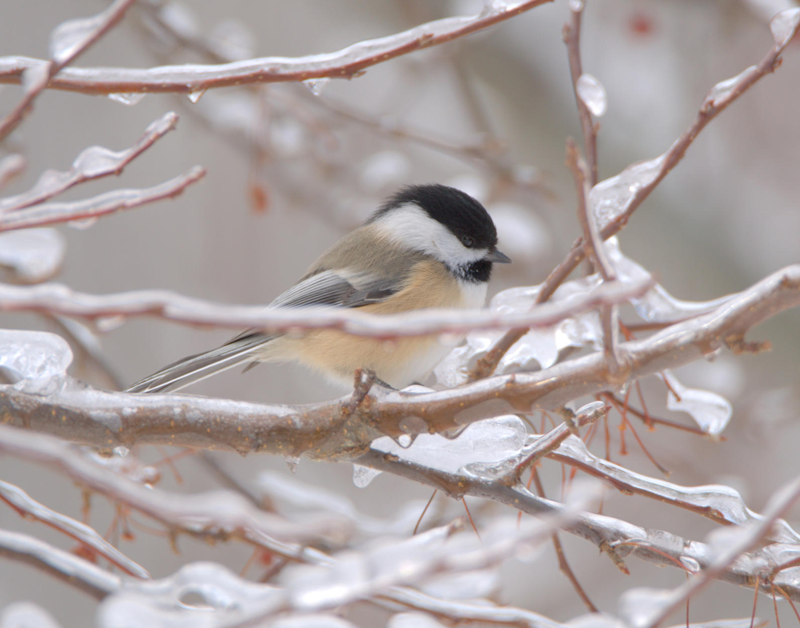 Black-capped Chickadee. Black-capped Chickadee.