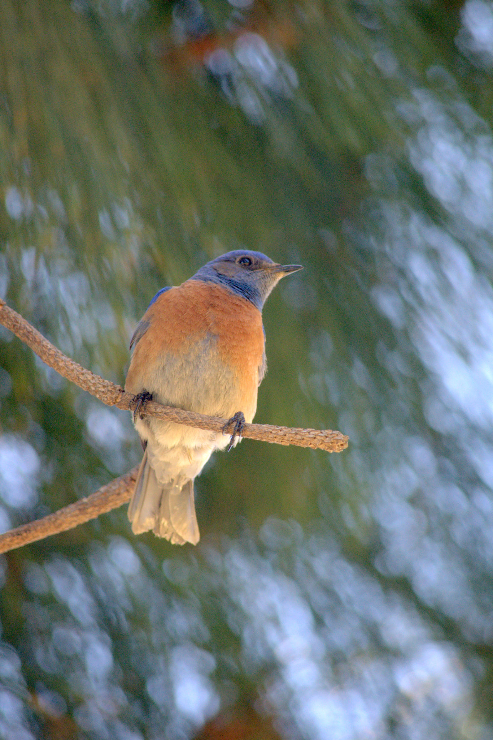 Bluebird Bluebird