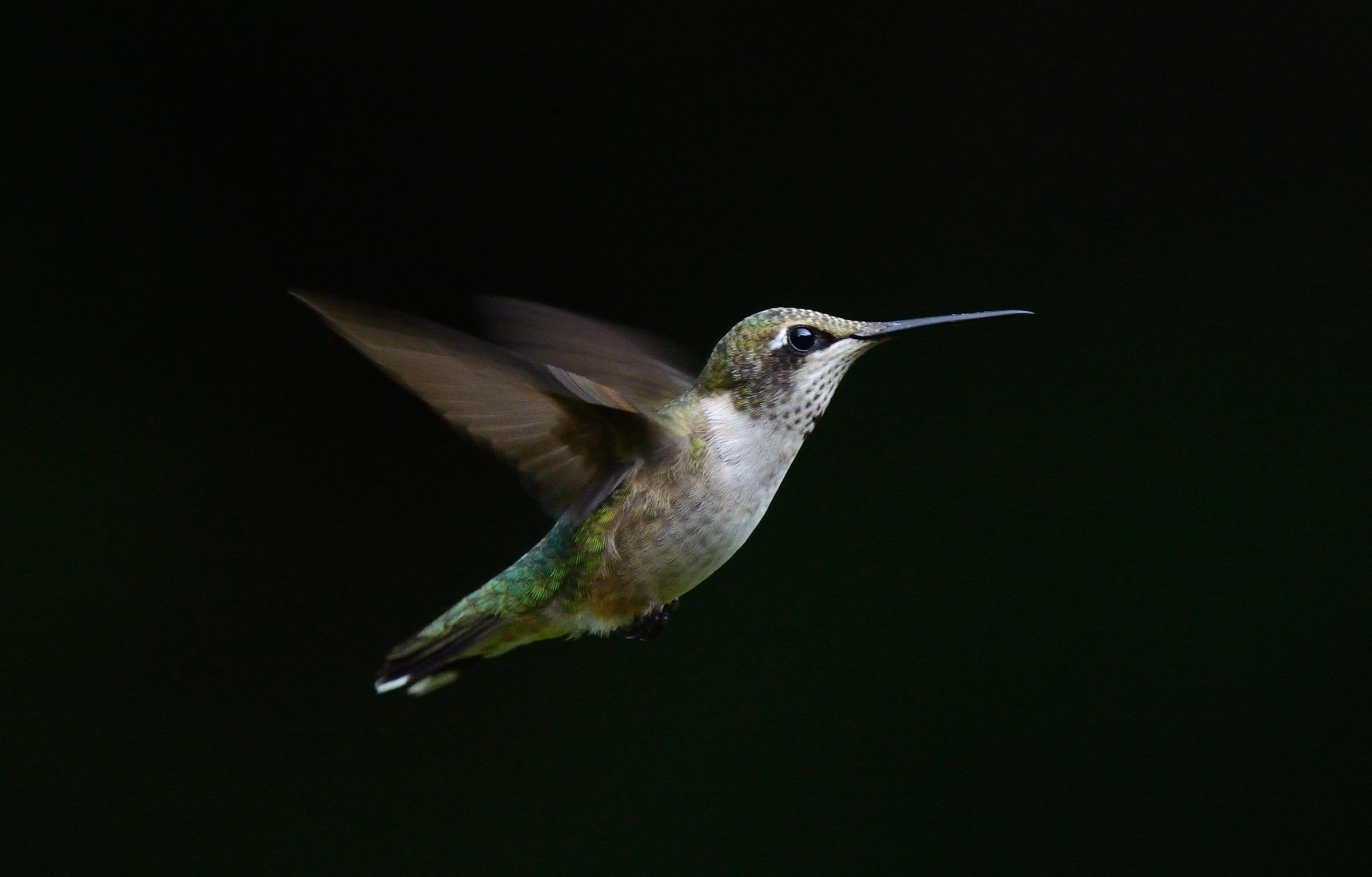 Migratorybird gratory 13 