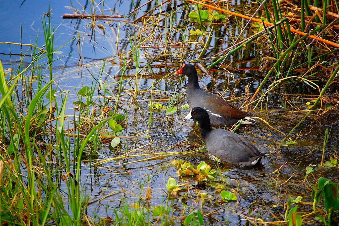 Marsh Birds Provide the Blueprint for Wetland Restoration Audubon