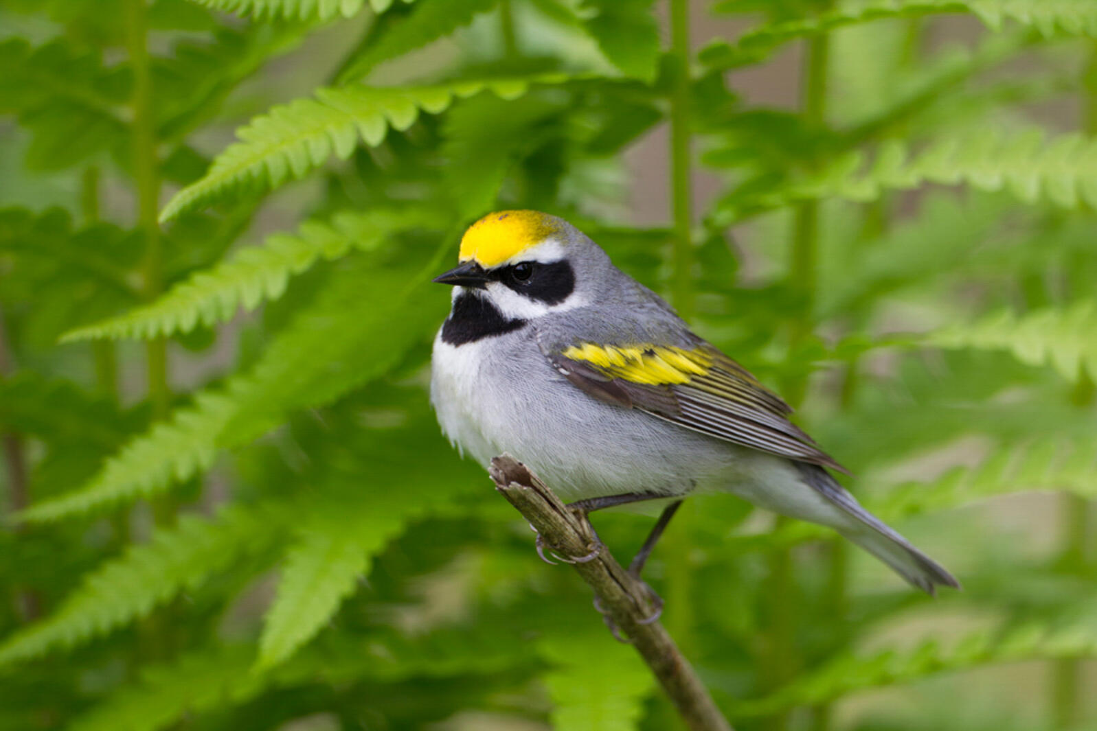 Male Golden-winged Warbler perched on dead branch with a soft background of green ferns.