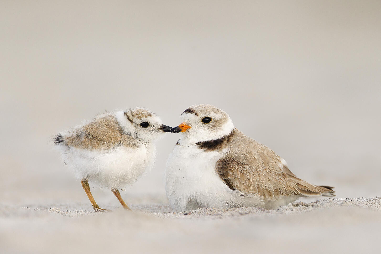 A Piping Plover adult sits on the sand with a standing plover chick, beak to beak. 