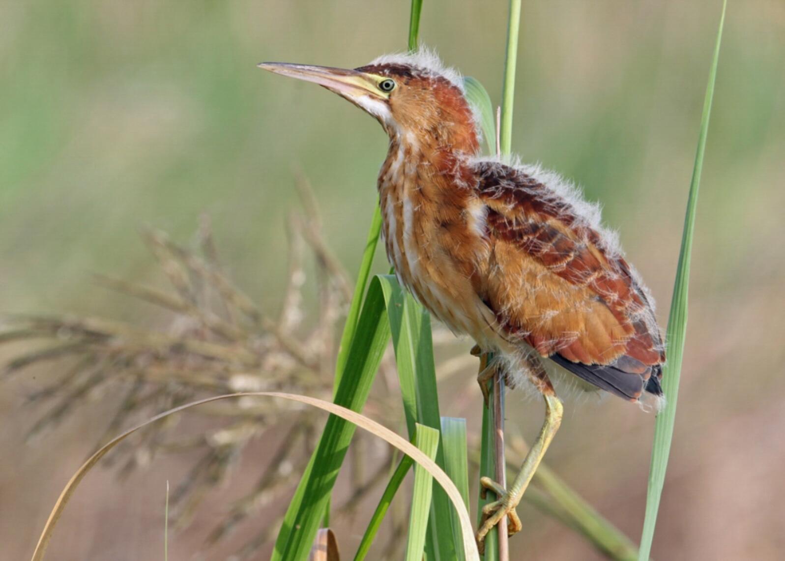 A juvenile Least Bittern with some fluffy downy feather edges perches on the top of a wetland reed, grasping it with its long toes.