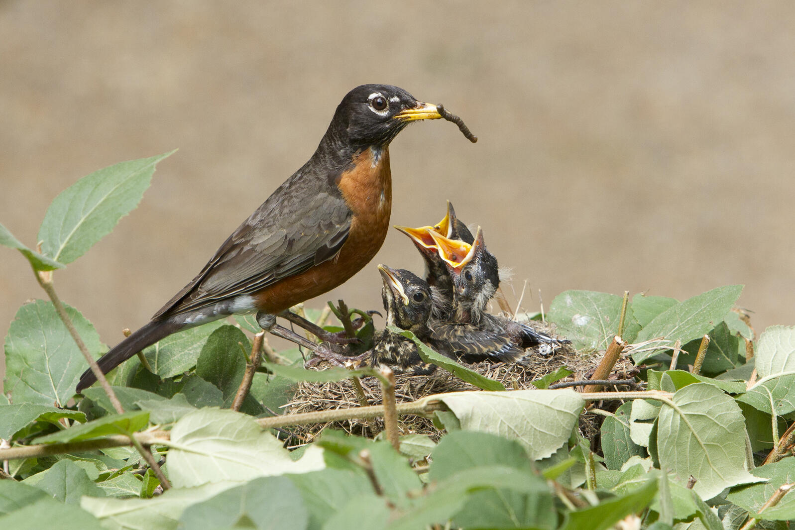 American Robin, adult and chicks. Sandy Spicknall/Audubon Photography Awards