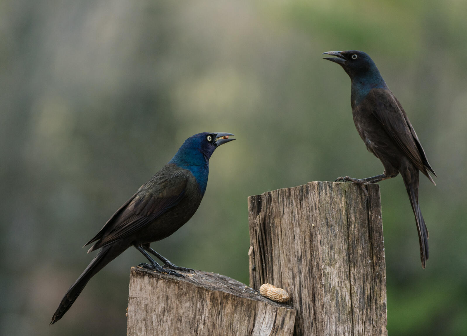 Common Grackle, Shiocton, Wisconsin