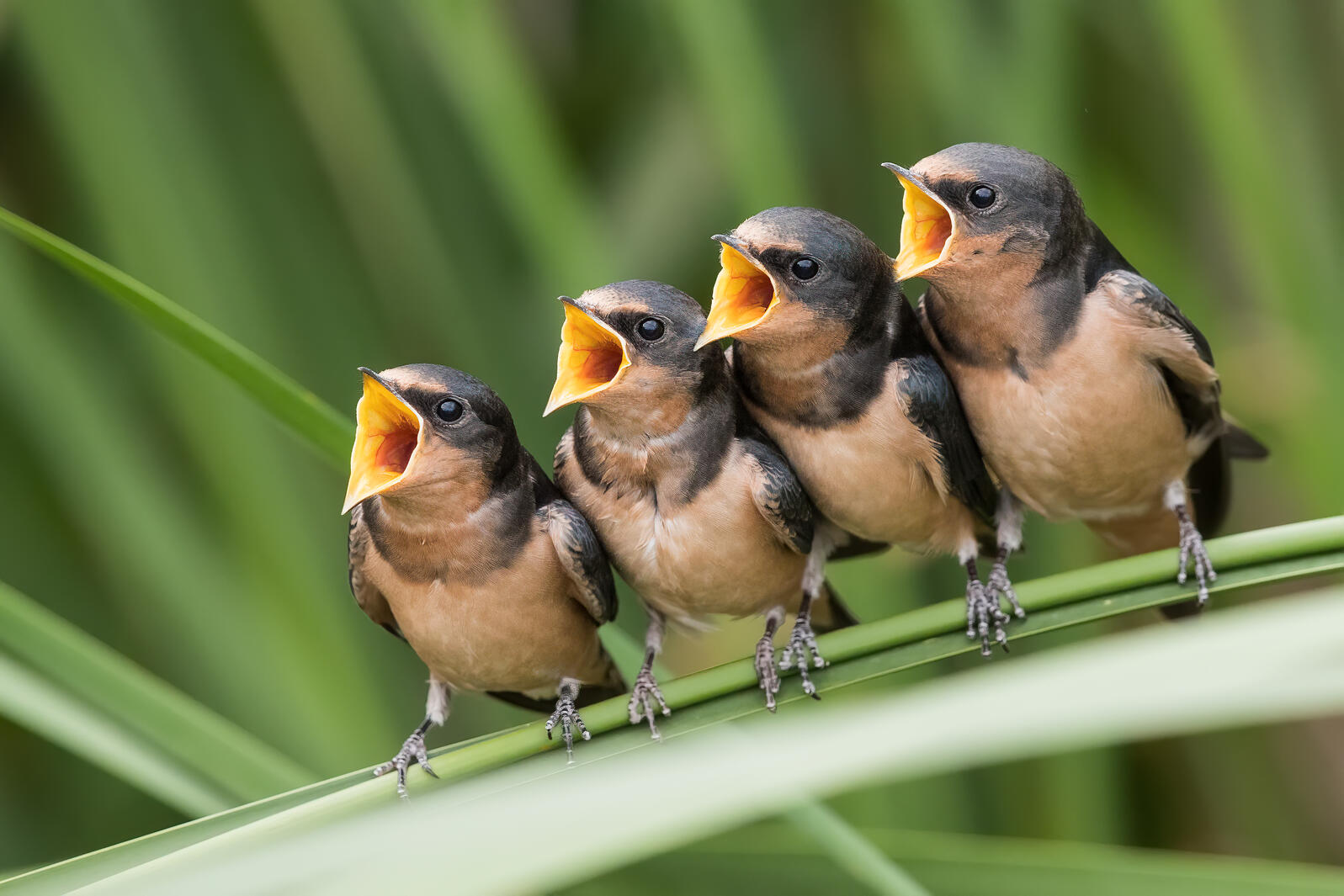 The 5 Best Singing Birds