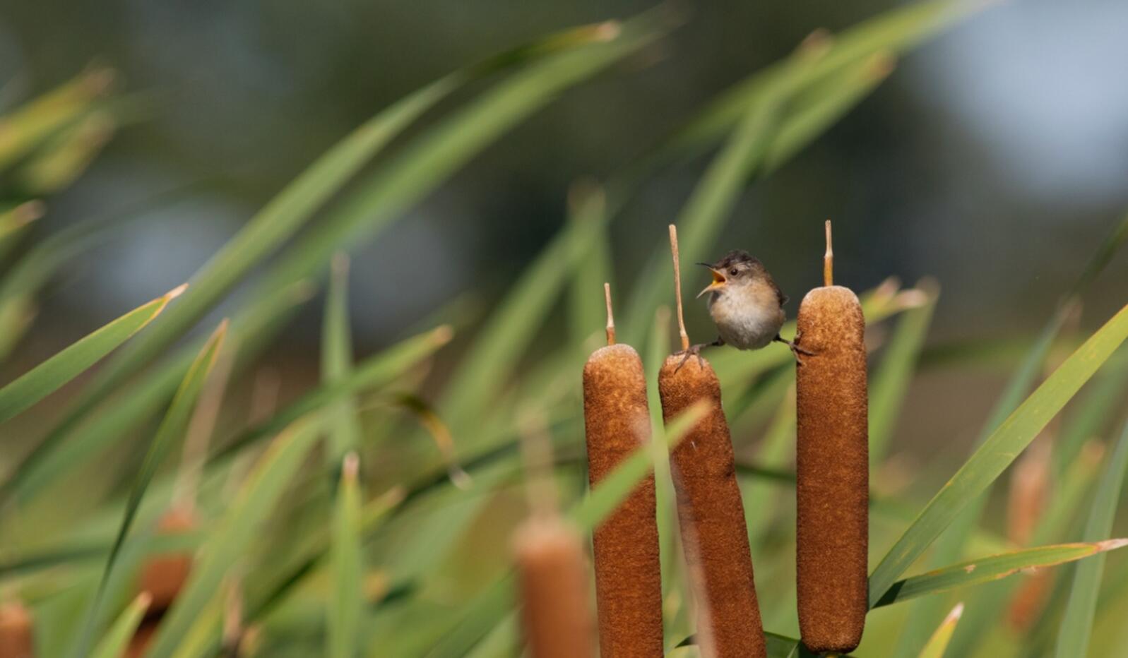 A Marsh Wren straddles two cattail reeds as it sings its song in an Indiana marsh.