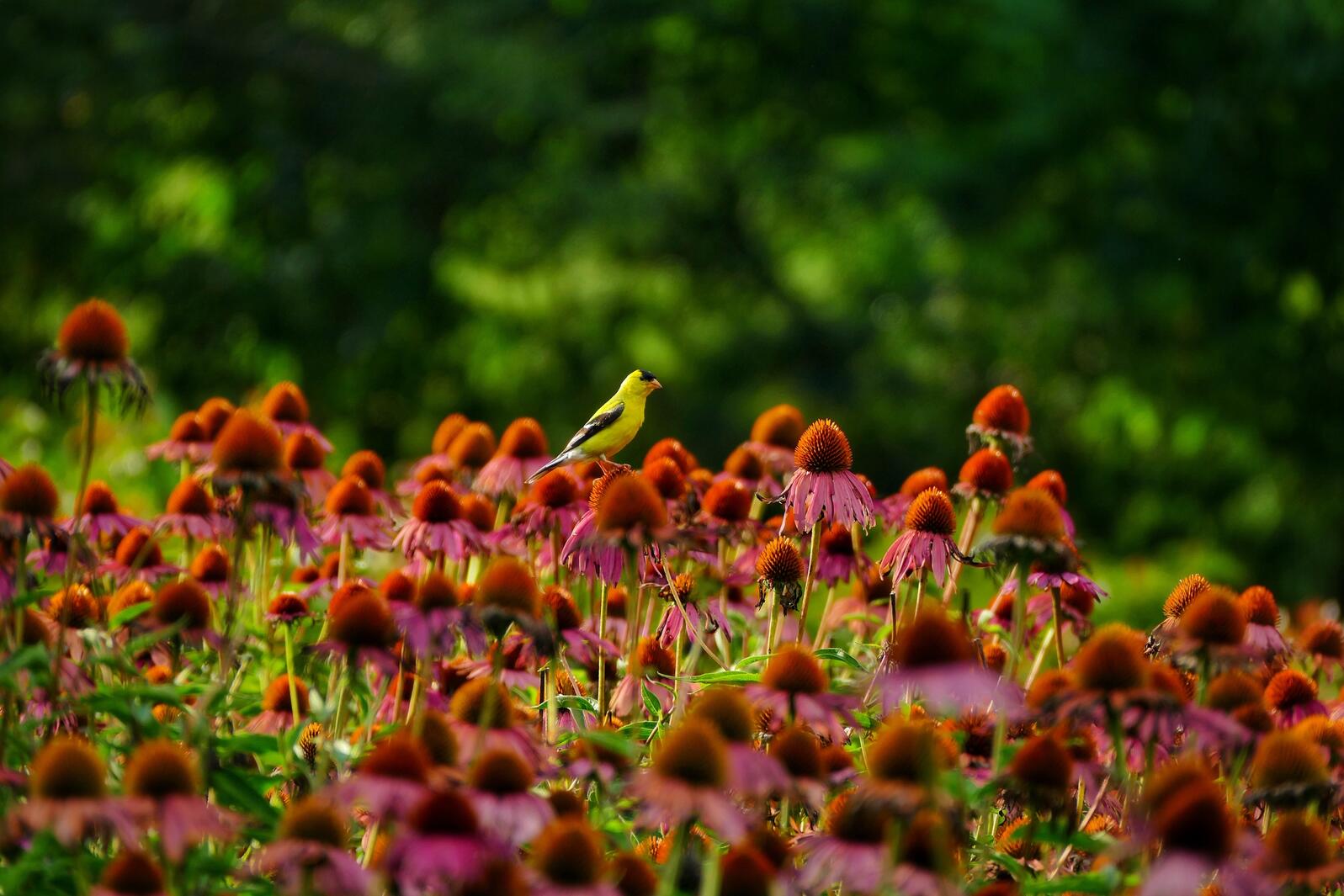 American Goldfinch, Echinacea purpurea (Eastern Purple-Coneflower) Corrie Carswell/Audubon Photography Awards