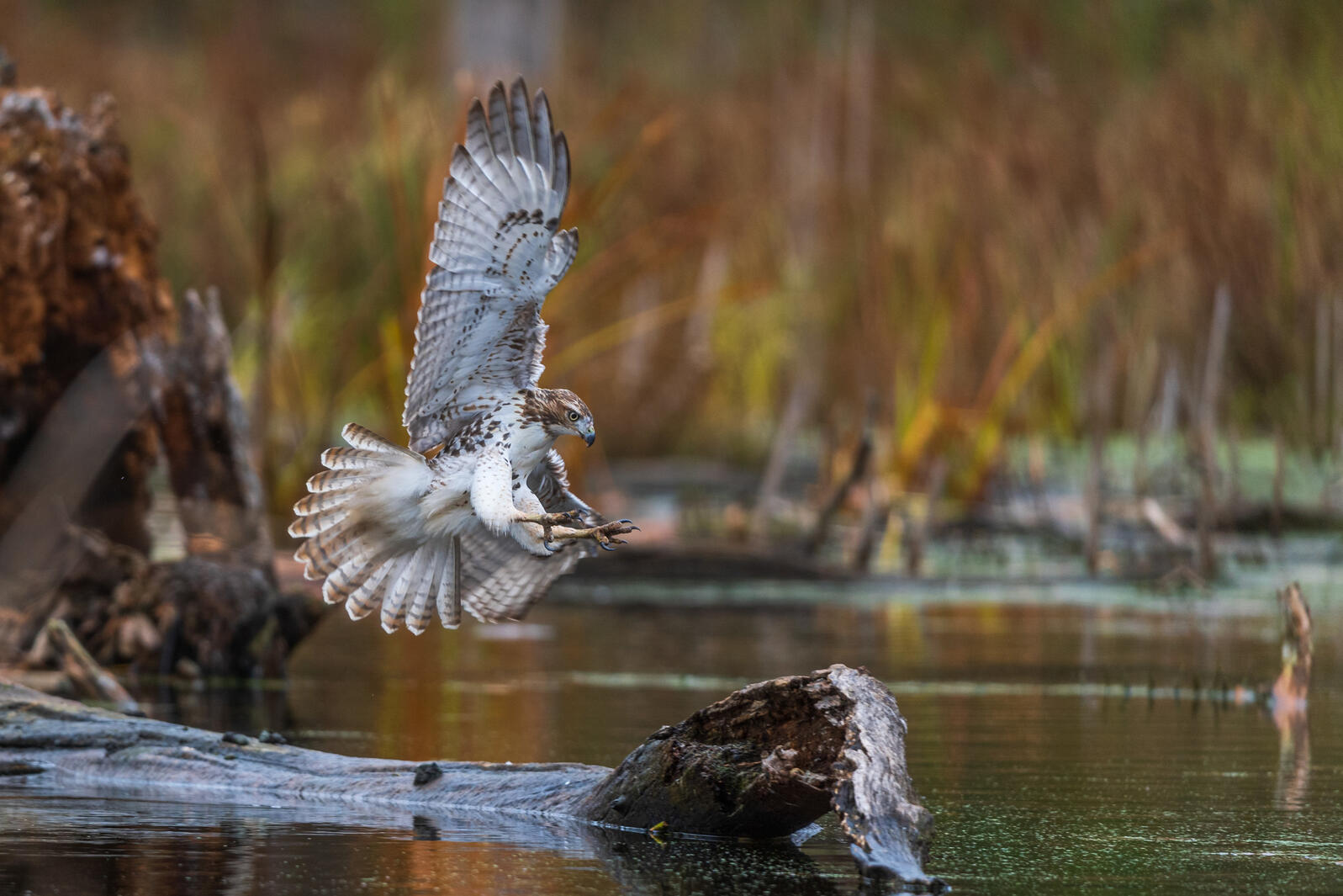 Red-tailed Hawk. Photo: Jamie Burning/Audubon Photography Awards