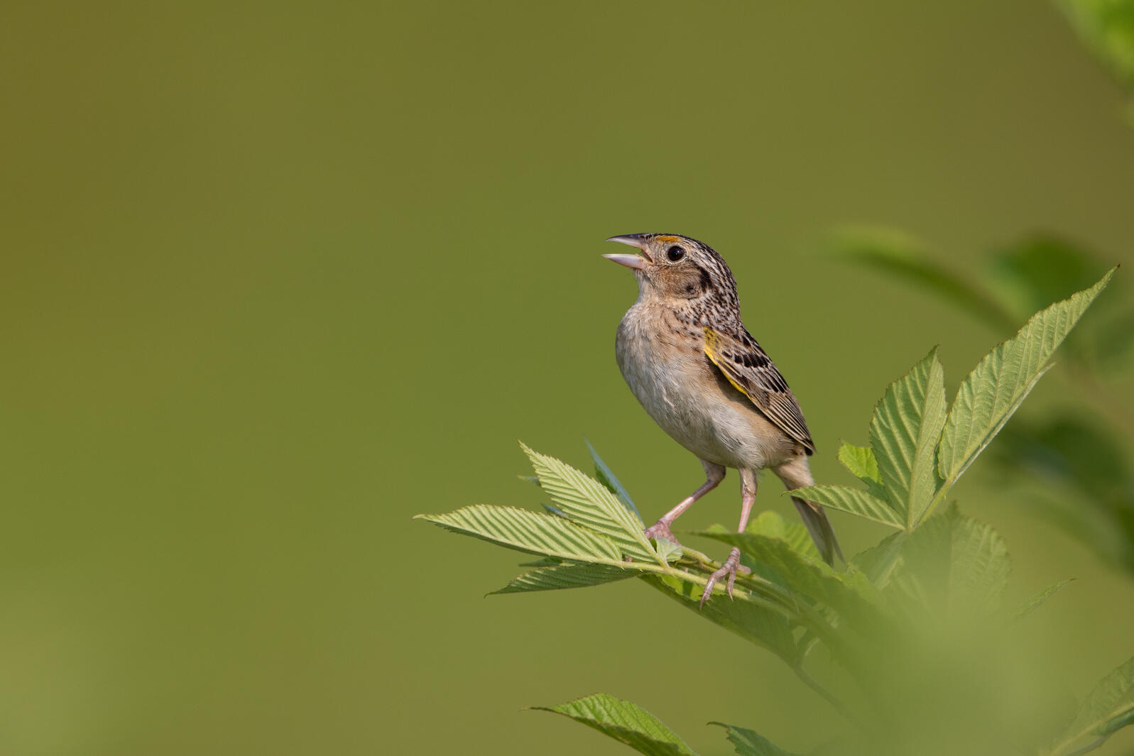 A Grasshopper Sparrow singing atop a shrub. 