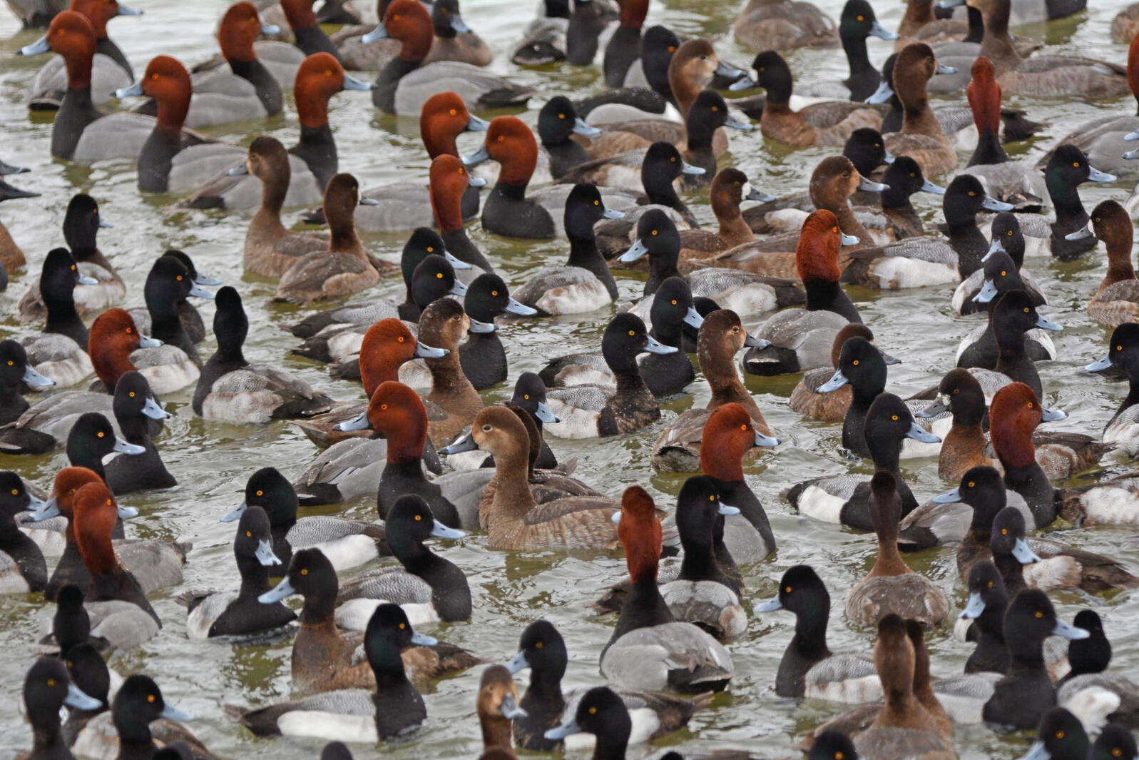 A large gathering of Redheads and Lesser Scaup ducks. 