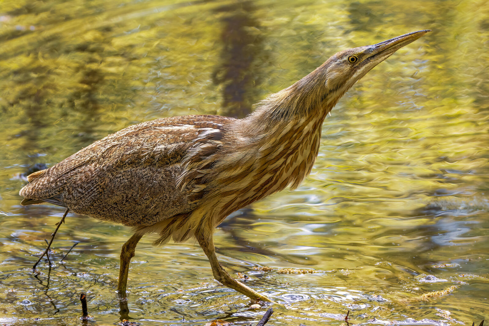 American Bittern, Henrico county, Virginia Mandatory credit James Mefford/Audubon Photography Awards