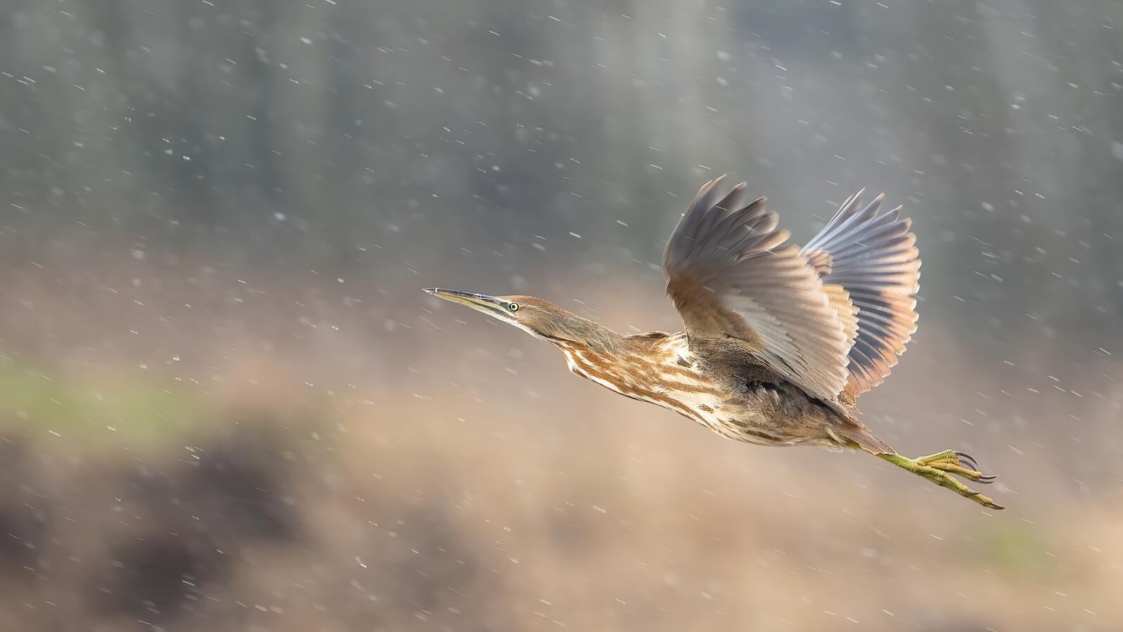 American Bittern flying through a wetland on a snowy day. Photo: Steve Bredthauer/Audubon Photography Awards