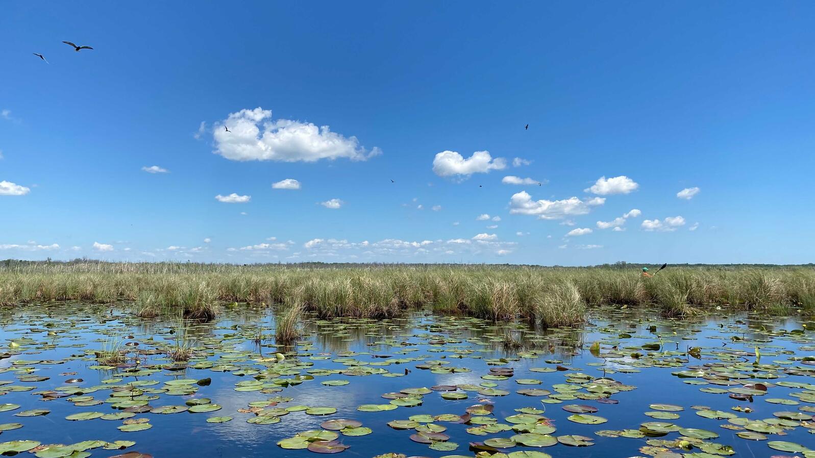 Wetlands at Wigwam Bay State Wildlife Area, Michigan. 