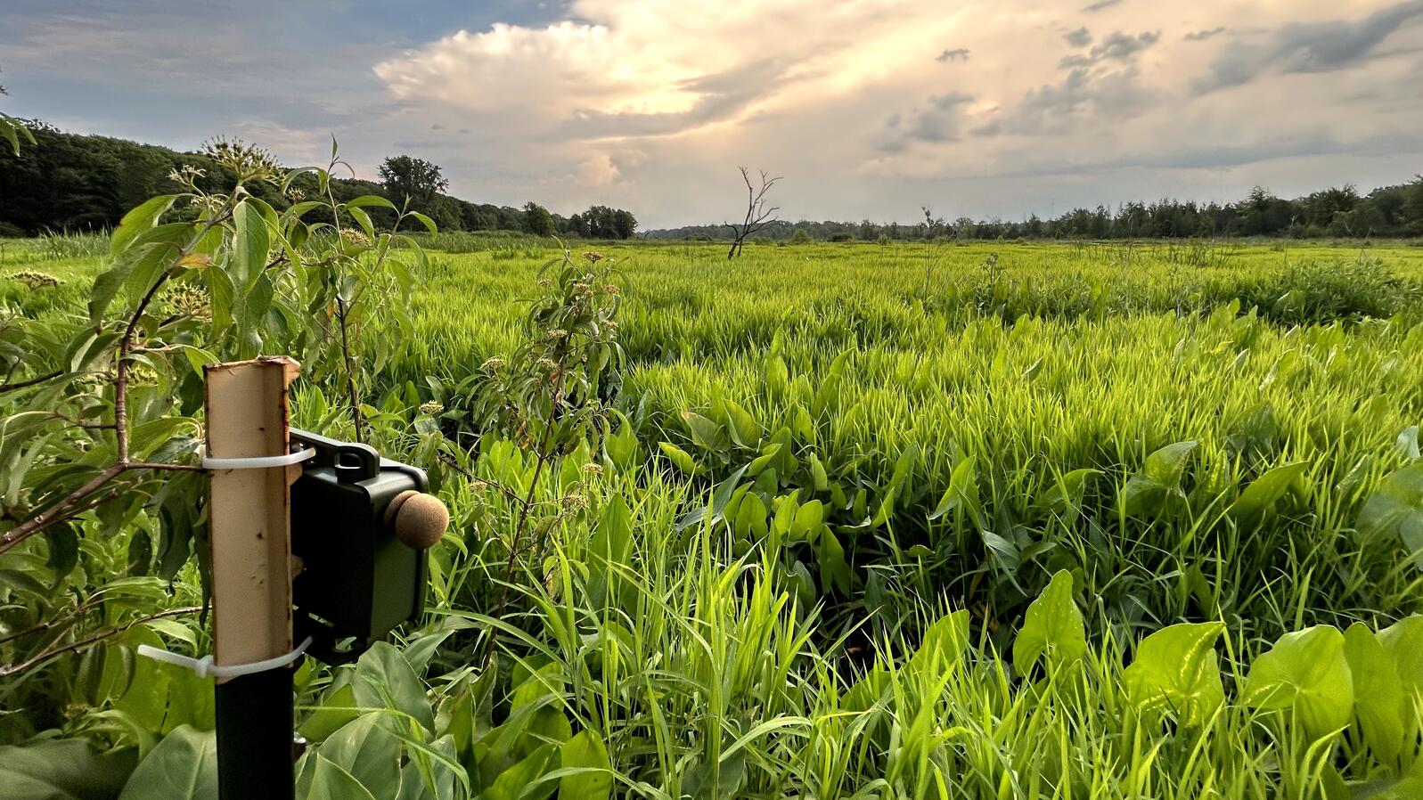 An Autonomous Recording Unit faces a luscious wetland to record bird songs.