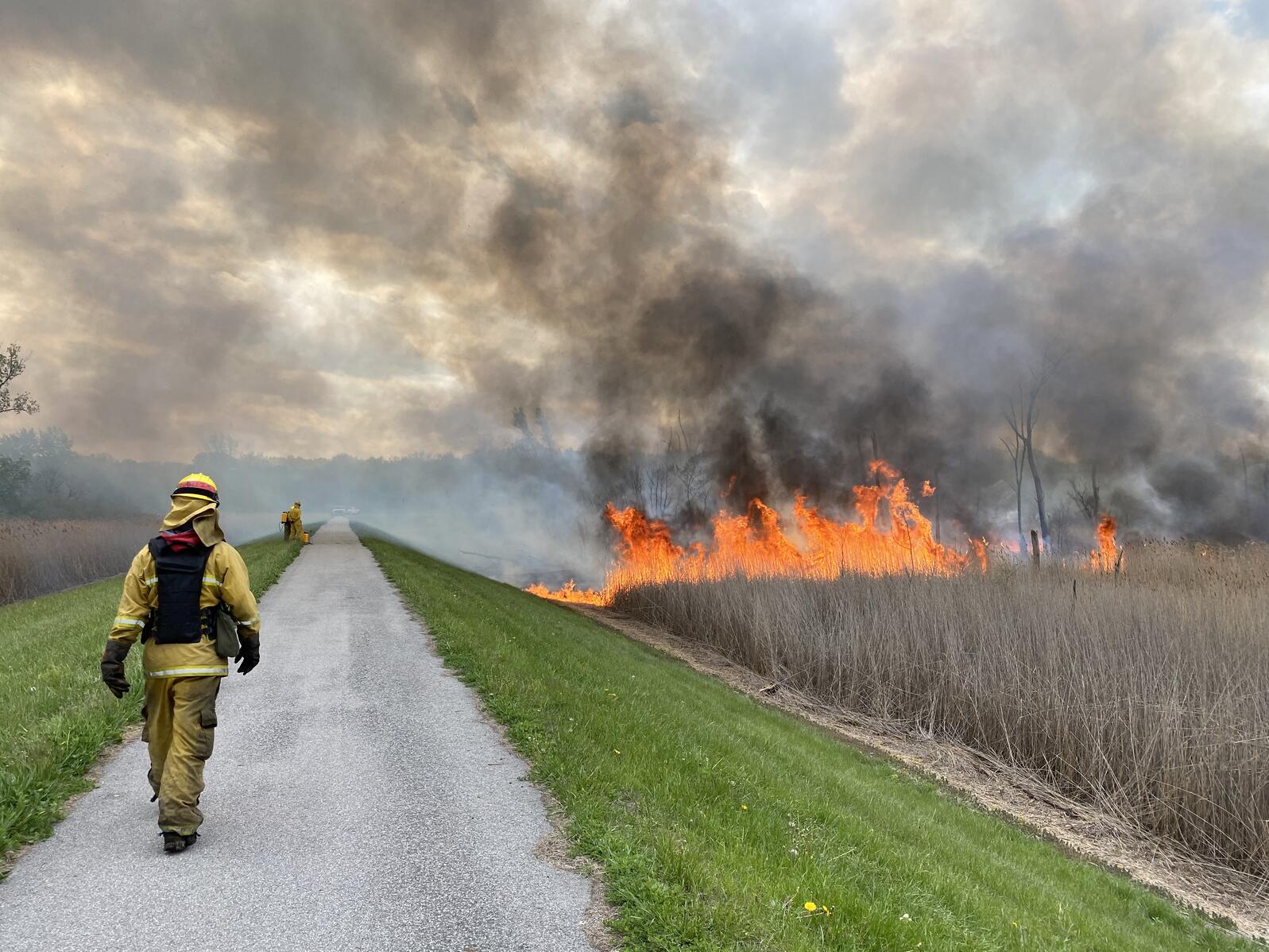 Prescribed Burns Are Helping Restore Crucial Bird Habitat In The ...