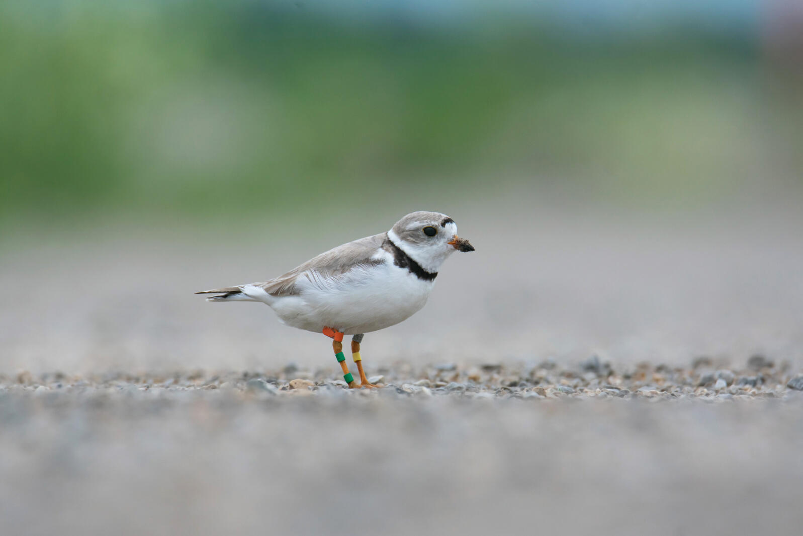 ビカクシダ PLovers Ms. Packer” is Back Just in Time for the NFL Draft: Great Lakes