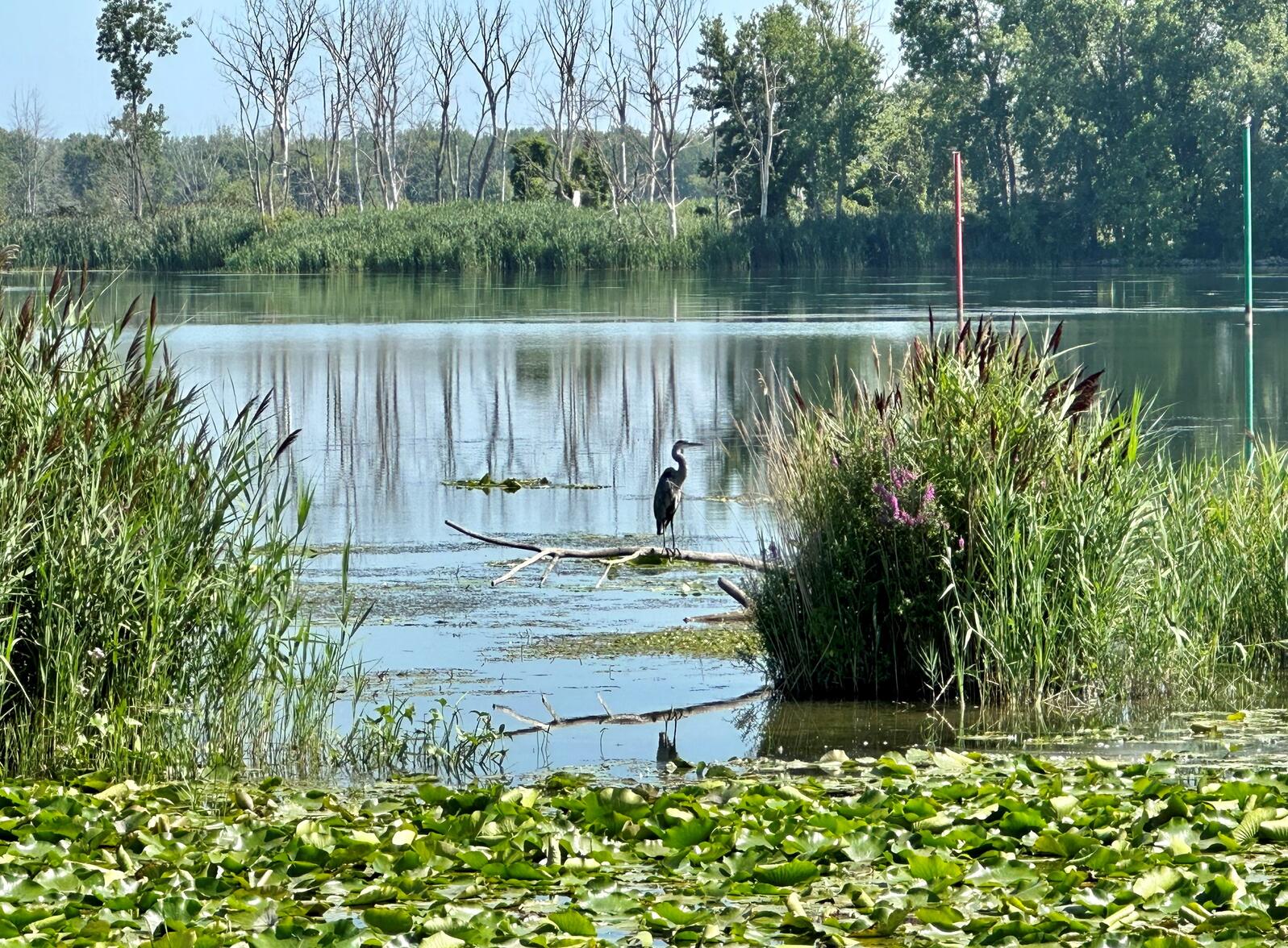 Wetlands at Pte. Mouillee in Michigan 