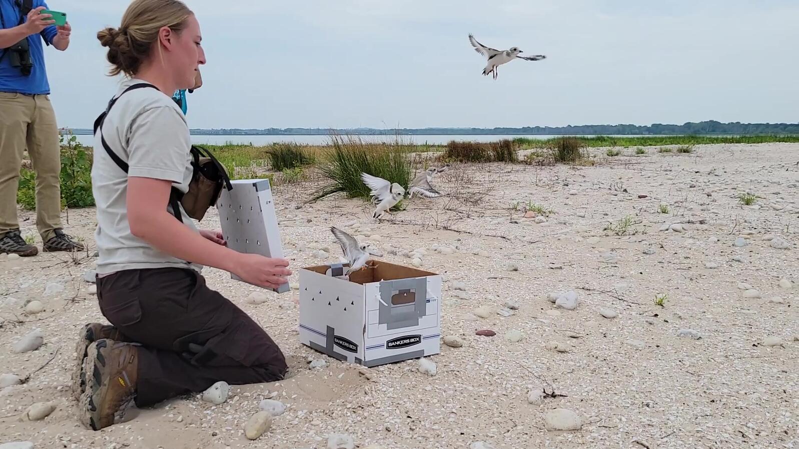 Fish and Wildlife Service, Audubon Great Lakes and partners at Detroit Zoo and University of Minnesota, released four federally endangered Great Lakes piping plover chicks at the Cat Island Restoration Site, in Lower Green Bay.