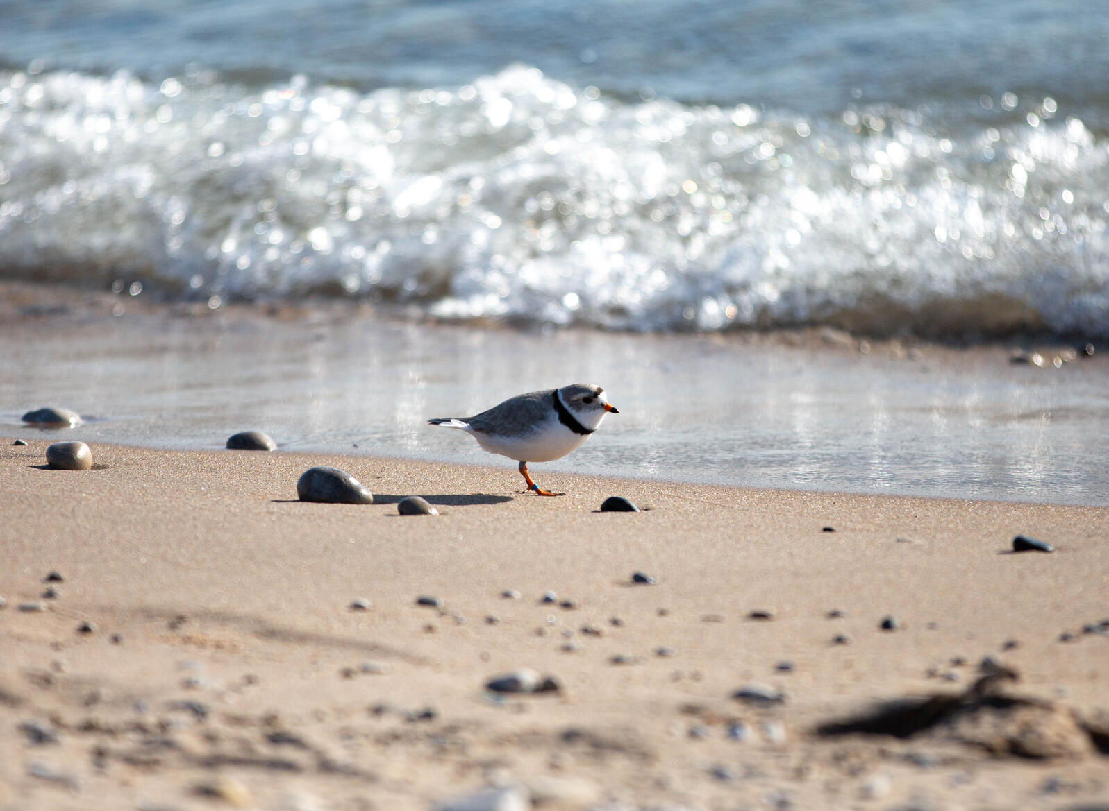 Great Lakes Piping Plover at Platte Point in Michigan 