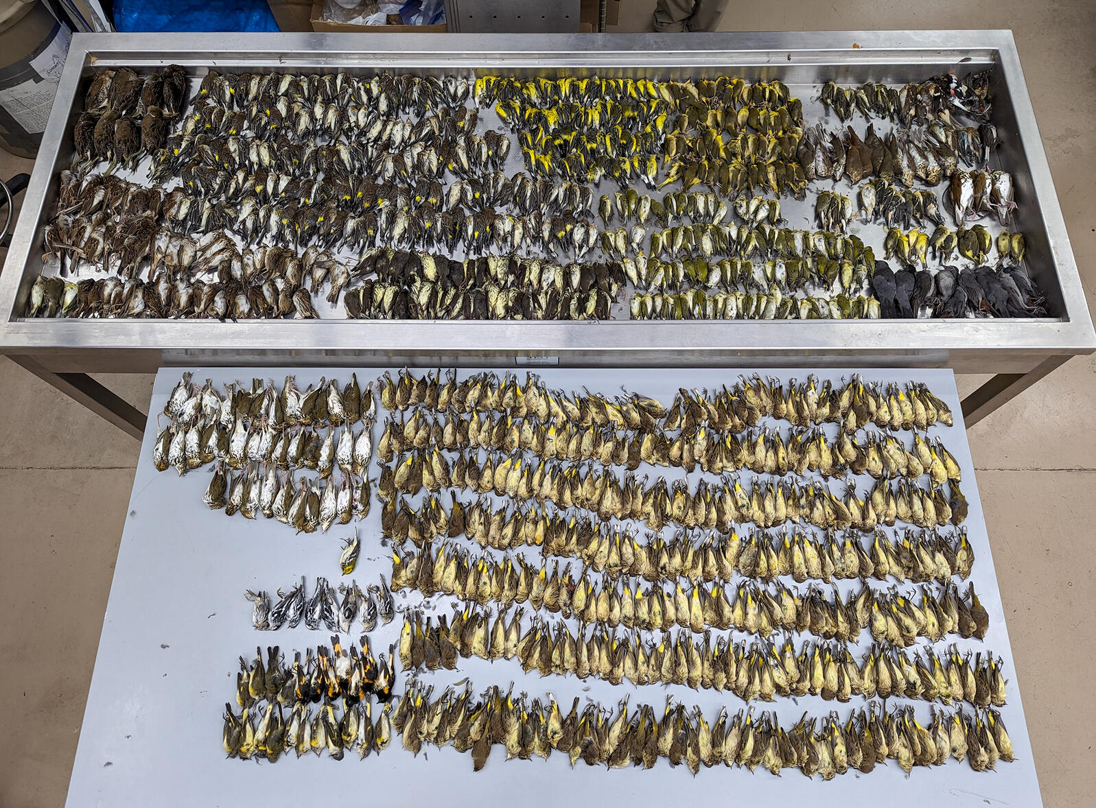 Photo of hundreds of dead birds collected in Chicago on October 5th, which are laid out on two large table trays. Photo: Daryl Coldren/Field Museum.