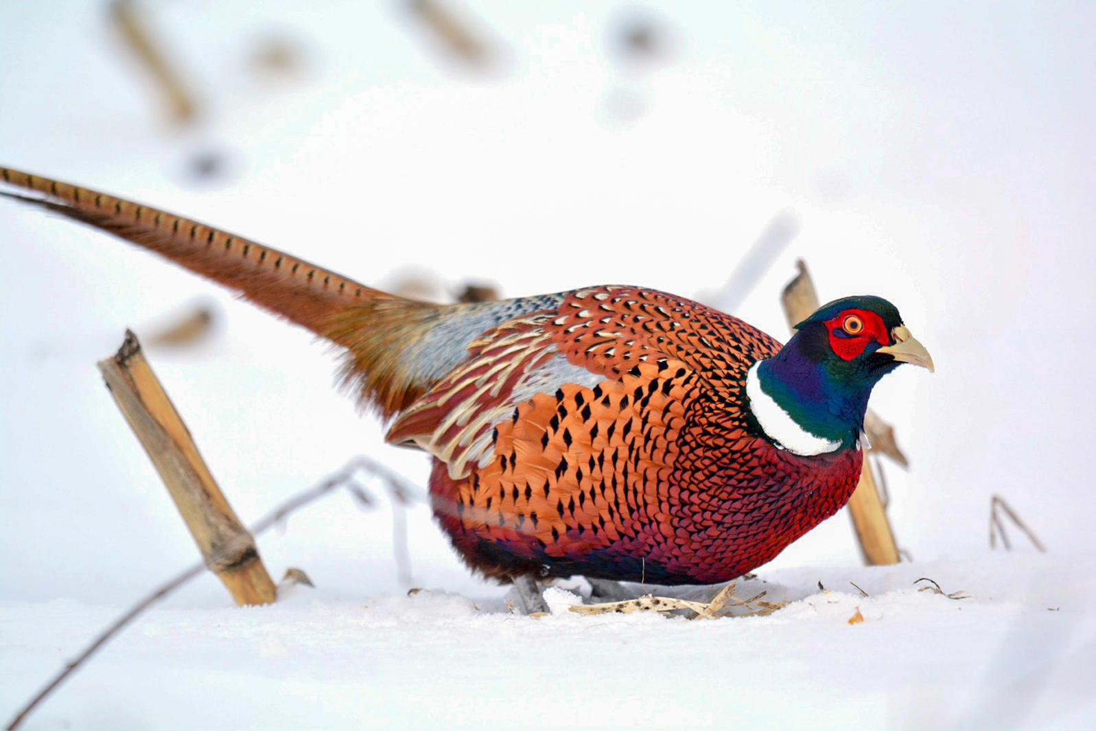 Ring-necked Pheasant, Michigan, Christmas Bird Count