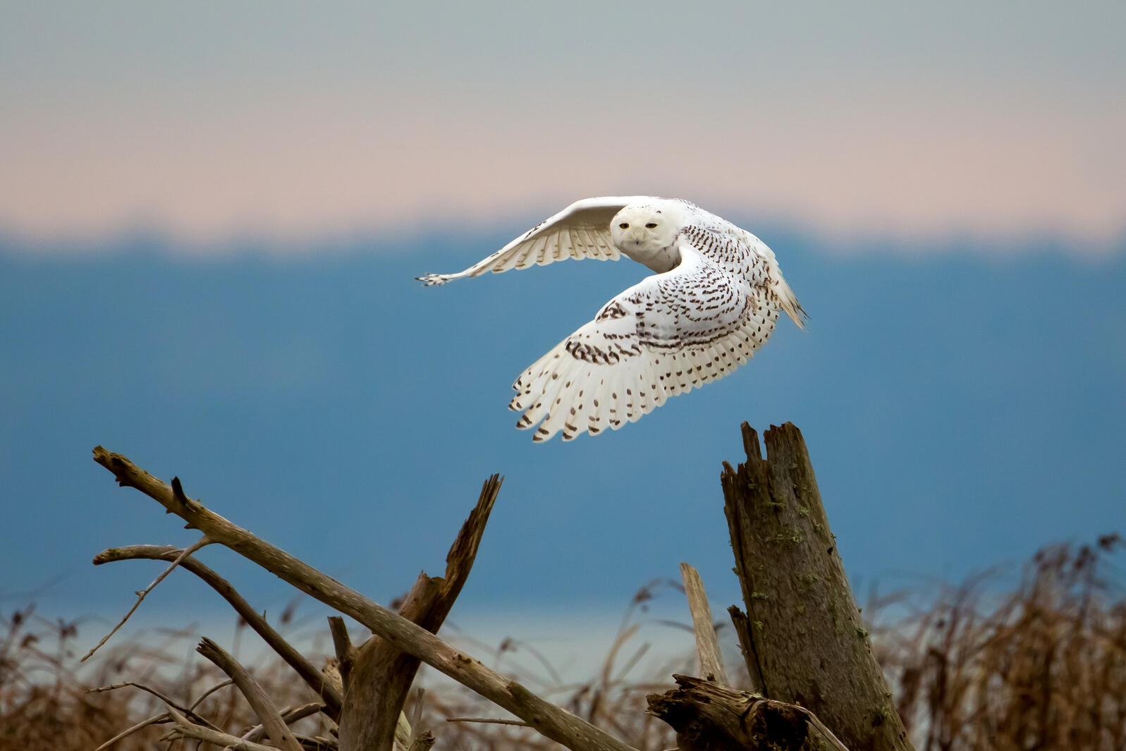 Snowy Owl in flight. 