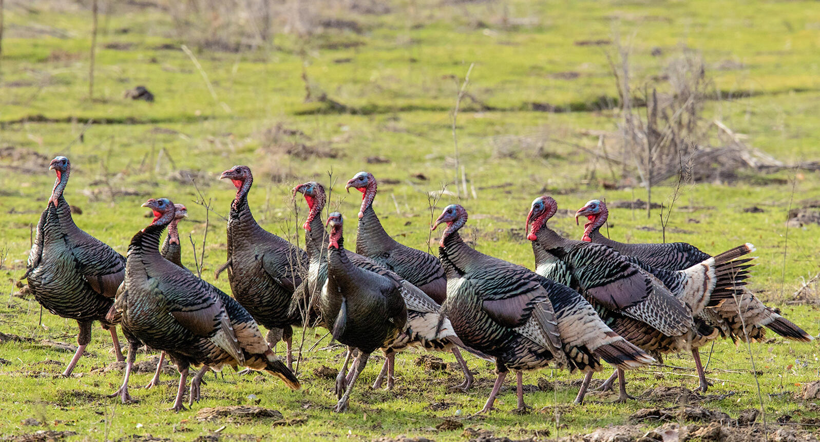 Celebrate Michigan’s Wild Turkey Audubon Great Lakes