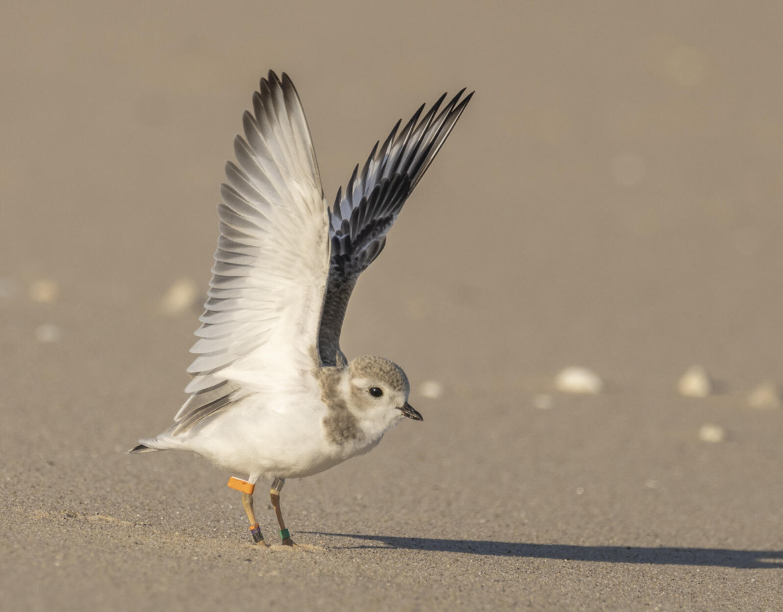 Great Lakes Piping Plover stretches its wings in Michigan. Mary Lundeberg 