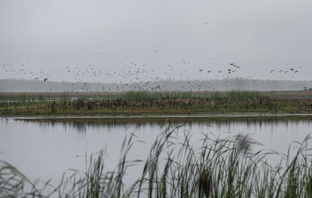 Audubon Applauds Governor Evers’ Proposed Budget for Major Investment in Oneida Nation Conservation and Wild Rice Restoration  