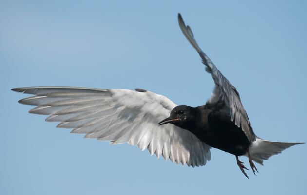 Demystifying Portage Marsh State Wildlife Area Webinar