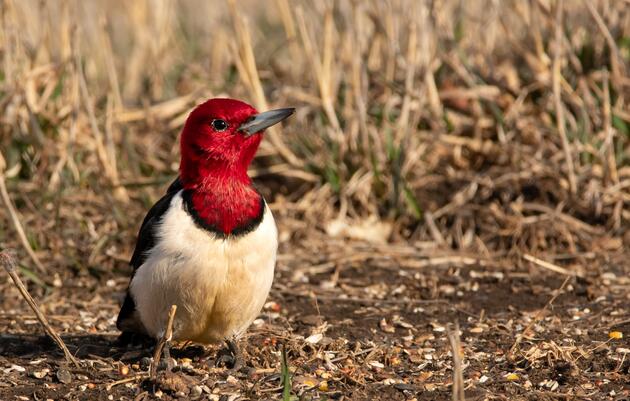 Demystifying Paw Paw River State Game Area and the West Michigan Coastal Corridor Webinar