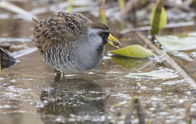 What One Indiana Community Can Tell Us About Wetlands Loss