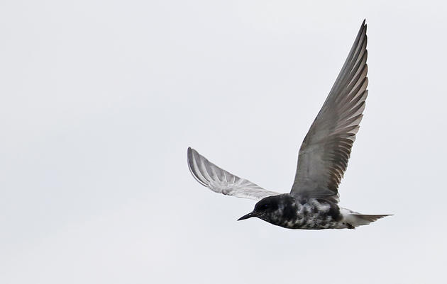 Black Tern Conservation