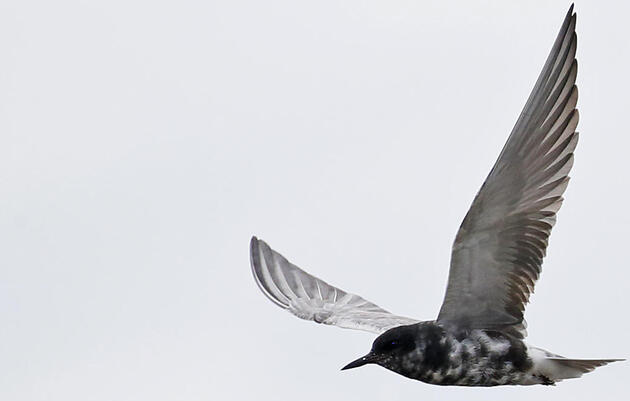 Black Tern Conservation