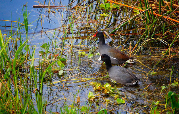 Marsh Birds Provide the Blueprint for Wetland Restoration