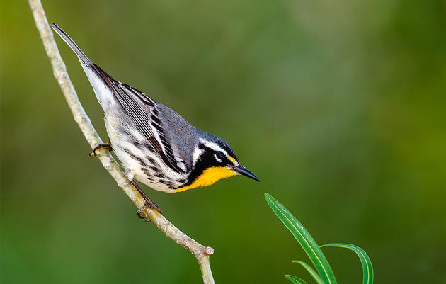 Birdist Rule #70: Get Prepared for Spring Migration