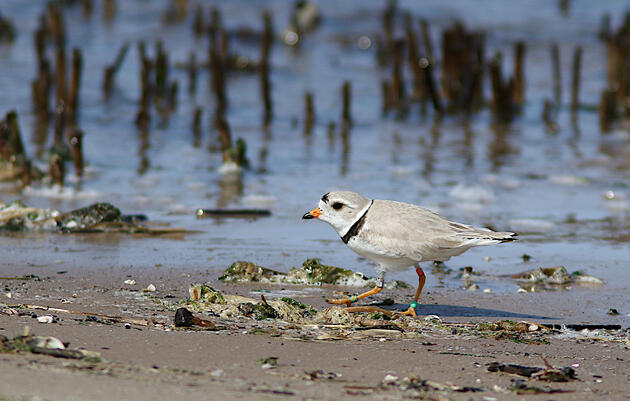 Great Lakes Piping Plovers Are Flying High with a Second Record-breaking Breeding Season 