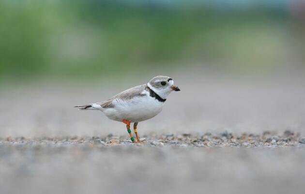 The Story of Ms. Packer the Piping Plover