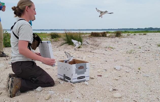 Captive-Reared Great Lakes Piping Plovers Released at Cat Islands in Lower Green Bay for the First Time