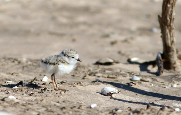 Great Lakes Piping Plover Chicks Banded at Green Bay During a Promising Summer