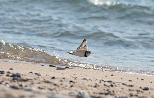 Great Lakes Piping Plovers Have a Record-breaking Breeding Season 