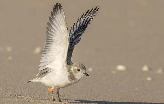 A Hopeful Future: Another Record-Breaking Season for Great Lakes Piping Plovers 