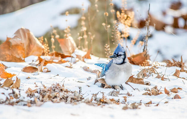 To Help Birds This Winter, Go Easy on Fall Yard Work