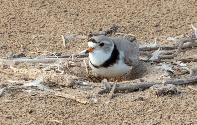 Piping Plovers Nest in Chicago for the First Time in Over Half a Century 