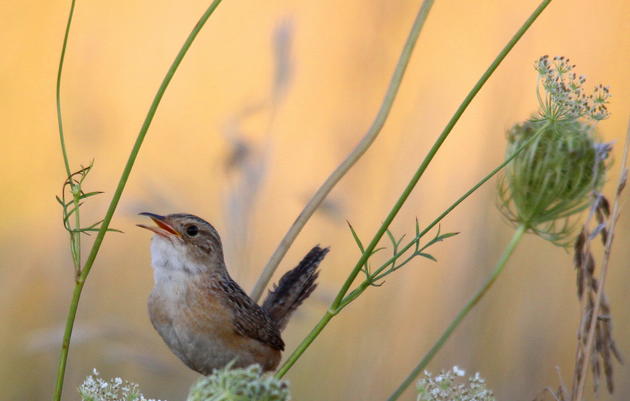 Audubon’s State of the Grasslands Report a Turning Point for Grassland Bird Conservation in Illinois