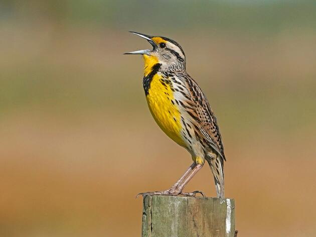 National Audubon Society Names Ashly Steinke its Grassland Ecologist for Wisconsin
