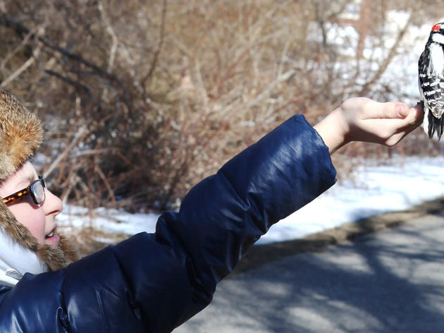 About the Great Backyard Bird Count