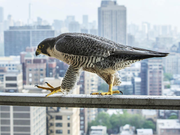 Peregrines—and a Photographer—Bunk Out at Chicago Man’s Apartment
