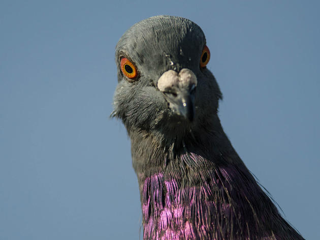 Pigeon Watch: Get to Know (and Love) Our Amazing City Birds